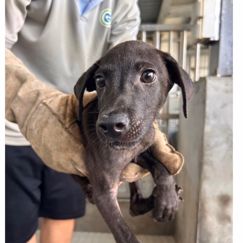 Black young male mixed-breed dog, Small, shelter no. …7010