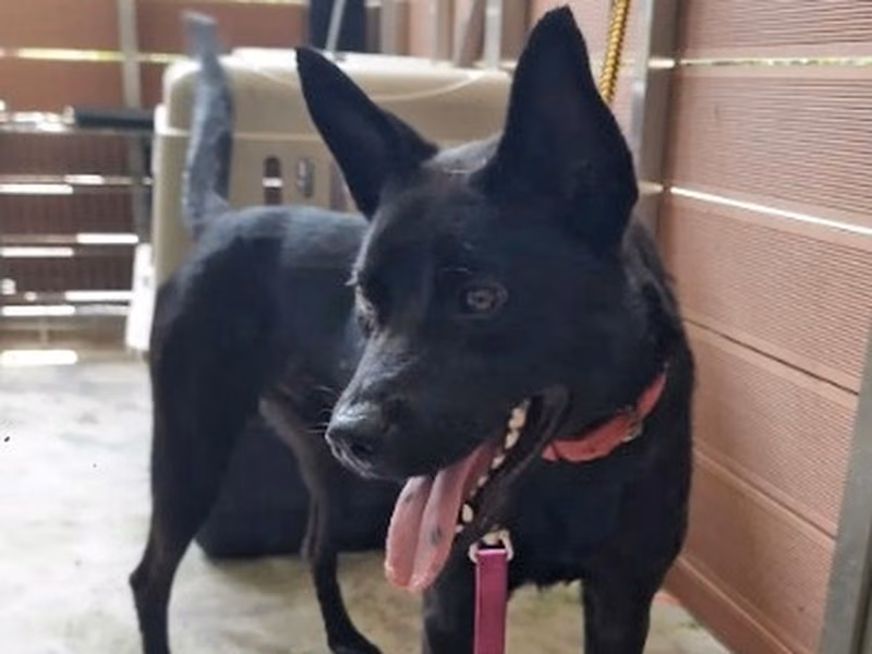 Black adult male mixed-breed dog, Medium, shelter no. …9001