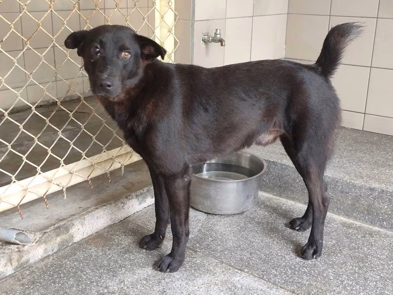 Black adult male mixed-breed dog, Large, shelter no. …1114