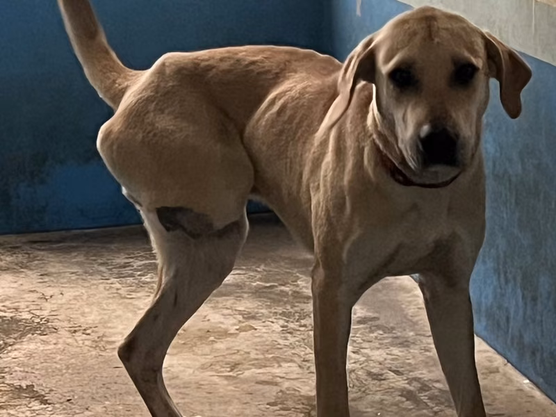 Tan adult male mixed-breed dog, Large, shelter no. …1002