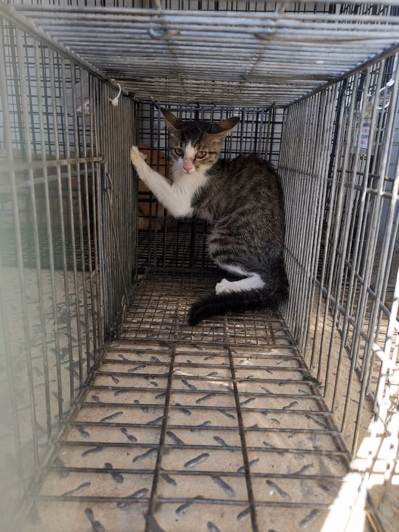 Young female mixed-breed cat, Small, shelter no. …3C02