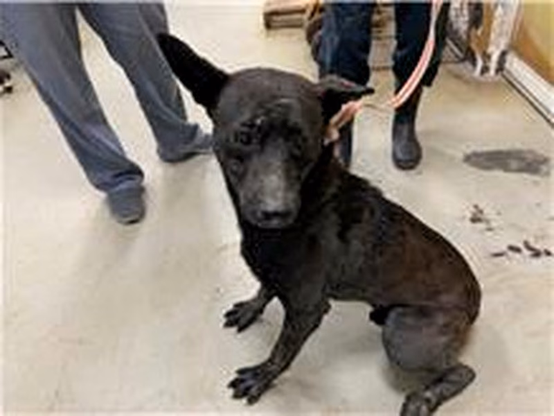 Black adult male mixed-breed dog, Medium, shelter no. …2307