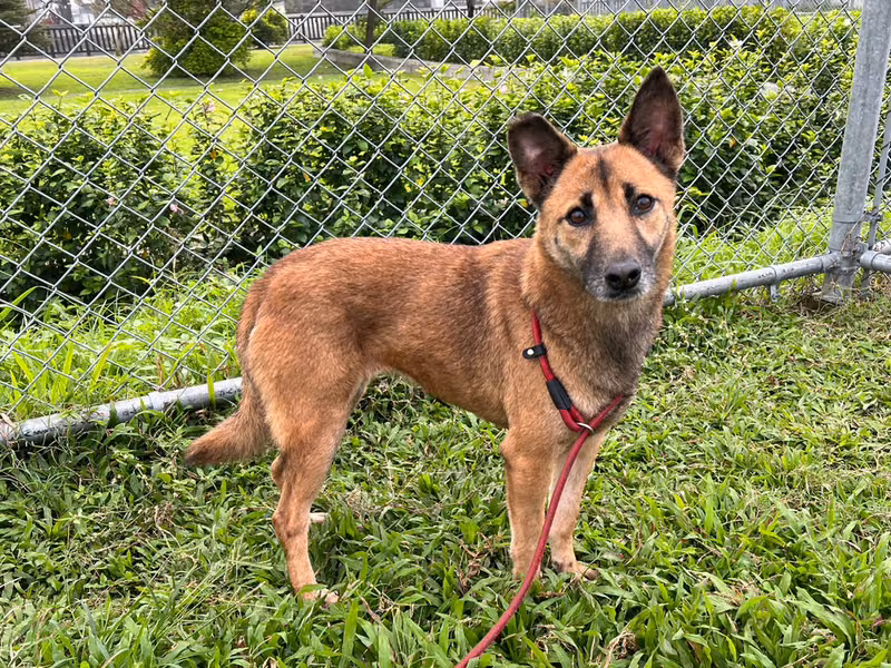 Tan adult female mixed-breed dog, Medium, shelter no. …0601