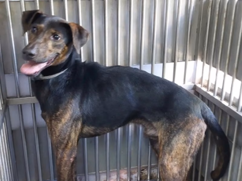 Black-and-gray adult male mixed-breed dog, Medium, shelter no. …1002