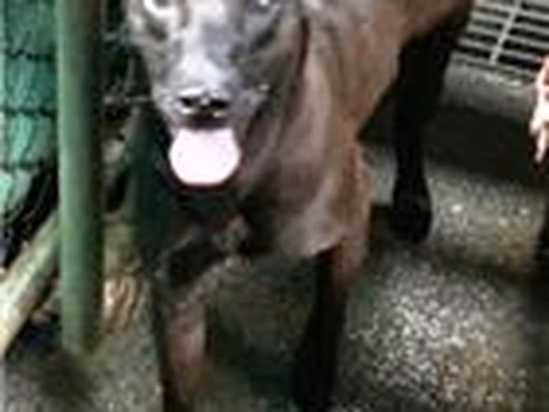 Black adult male mixed-breed dog, Large, shelter no. …7001