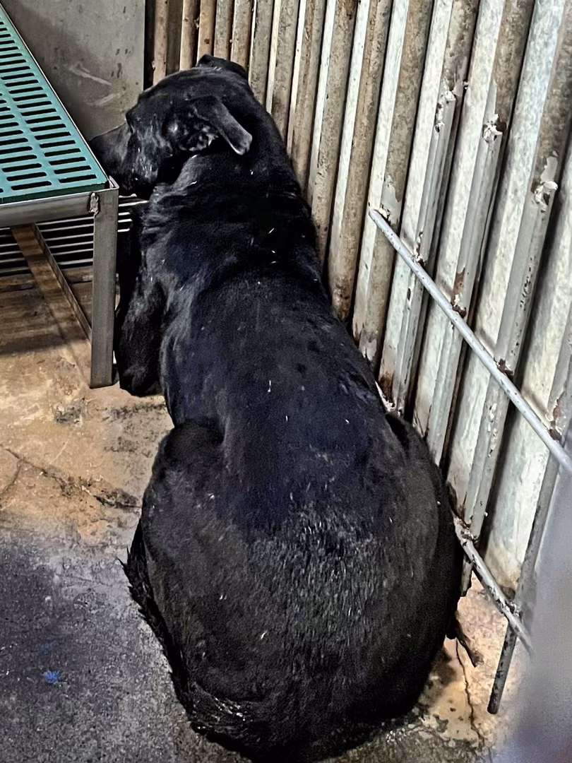 Black adult male mixed-breed dog, Large, shelter no. …6001