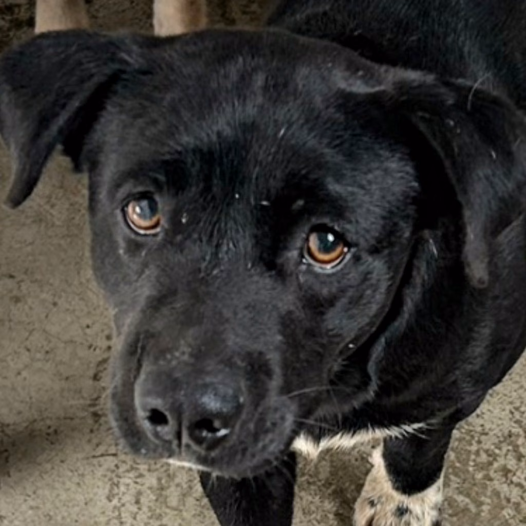 Black-and-white adult male mixed-breed dog, Medium, shelter no. …7017