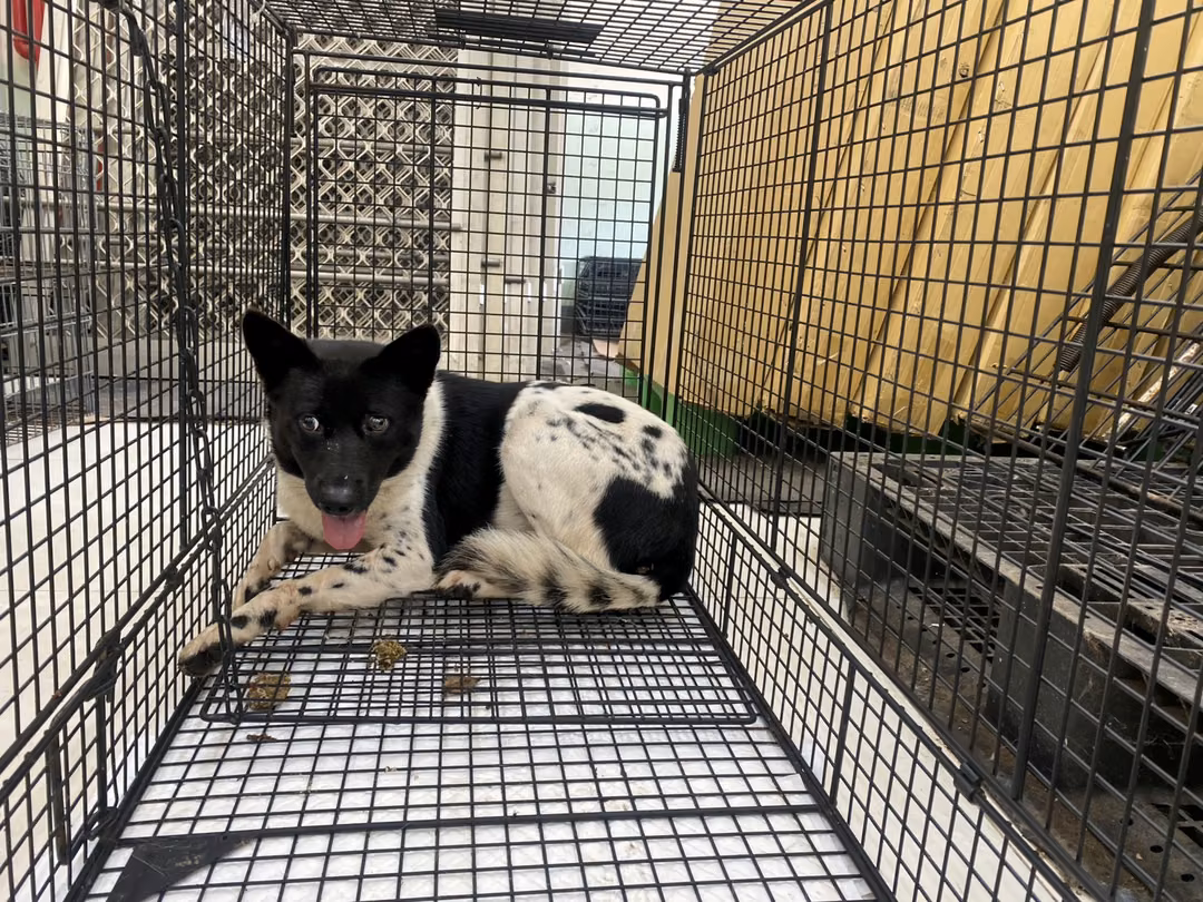 Black-and-white adult female mixed-breed dog, Medium, shelter no. …4D01