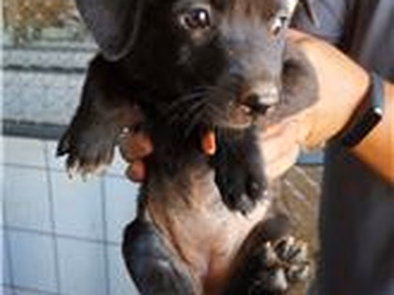 Perra mestiza hembra joven (negro), Pequeño, refugio n.º …8D07