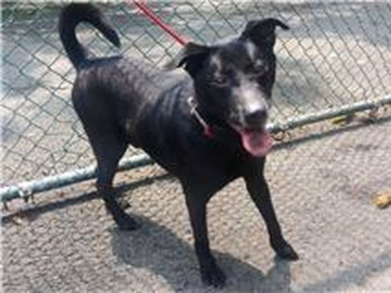 Black adult male mixed-breed dog, Medium, shelter no. …1301