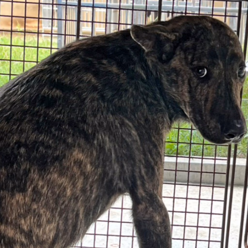 Tabby adult male mixed-breed dog, Large, shelter no. …5015