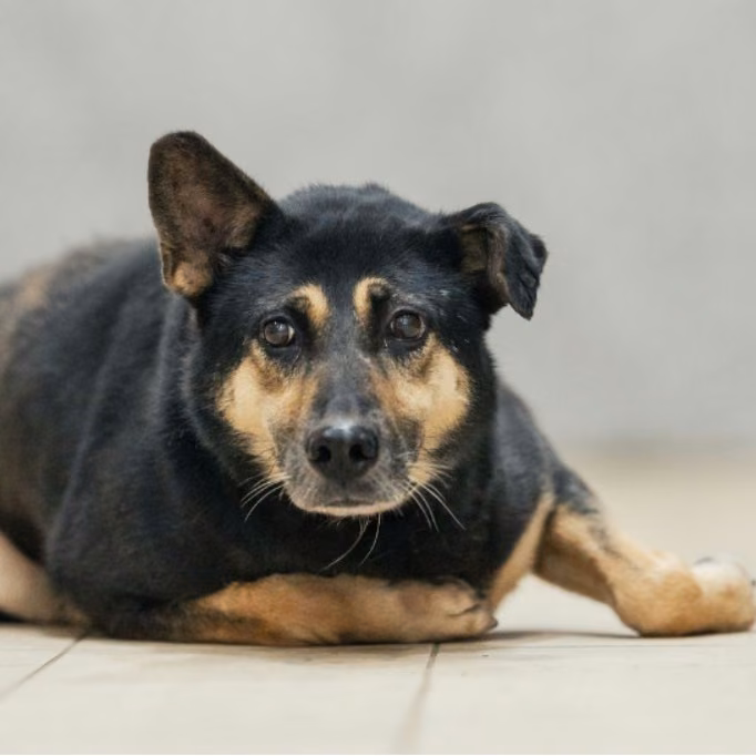 Black-and-tan adult female mixed-breed dog, Large, shelter no. …3001
