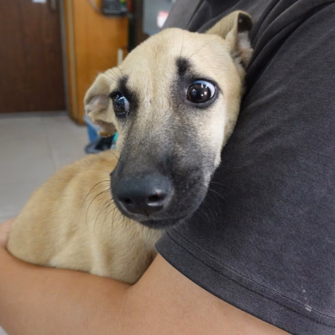 Young female mixed-breed dog, Small, shelter no. …8-02
