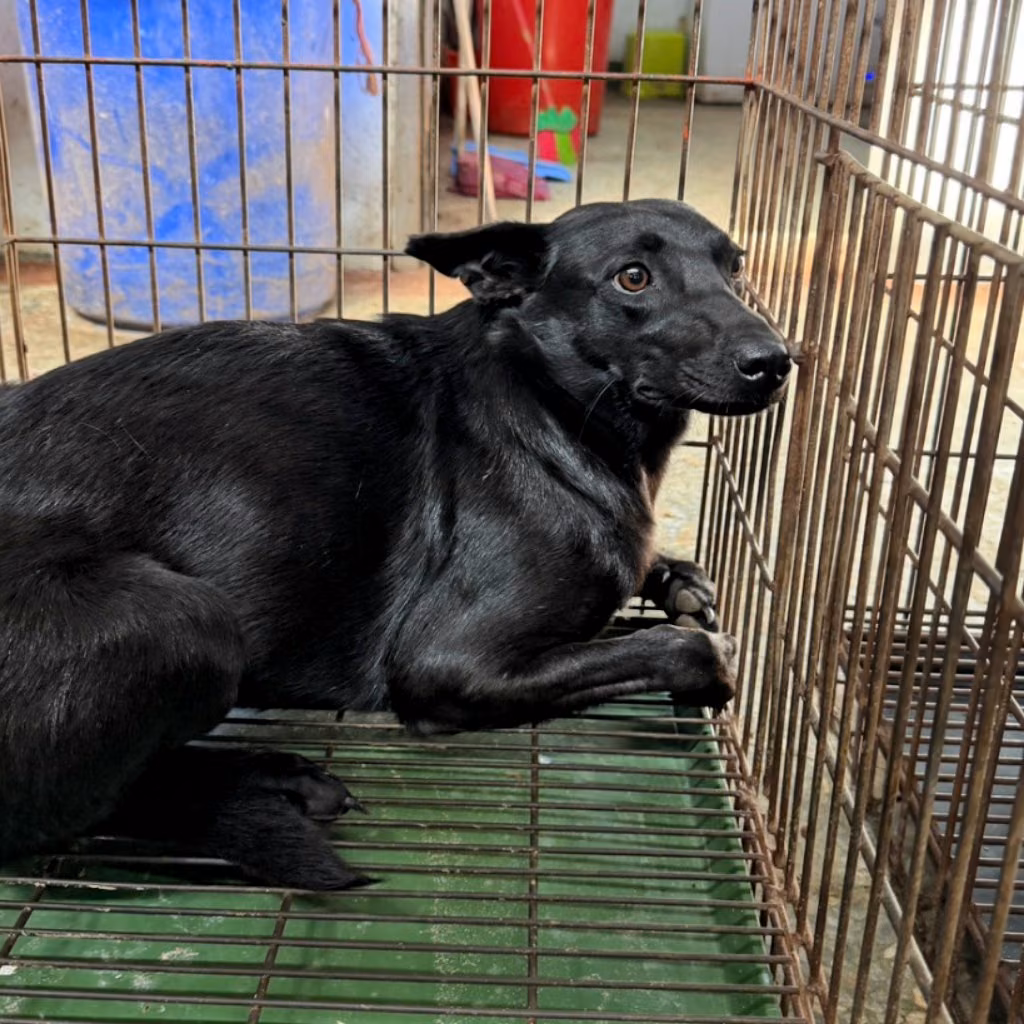 Black adult female mixed-breed dog, Medium, shelter no. …6-01