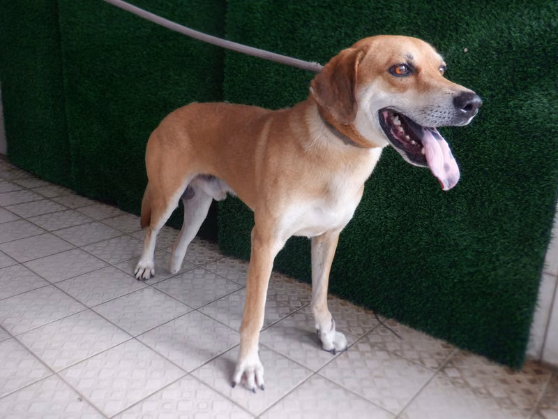 Tan adult male mixed-breed dog, Medium, shelter no. …6861