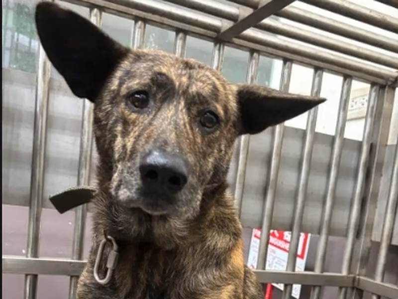 Tabby adult male mixed-breed dog, Medium, shelter no. …6002