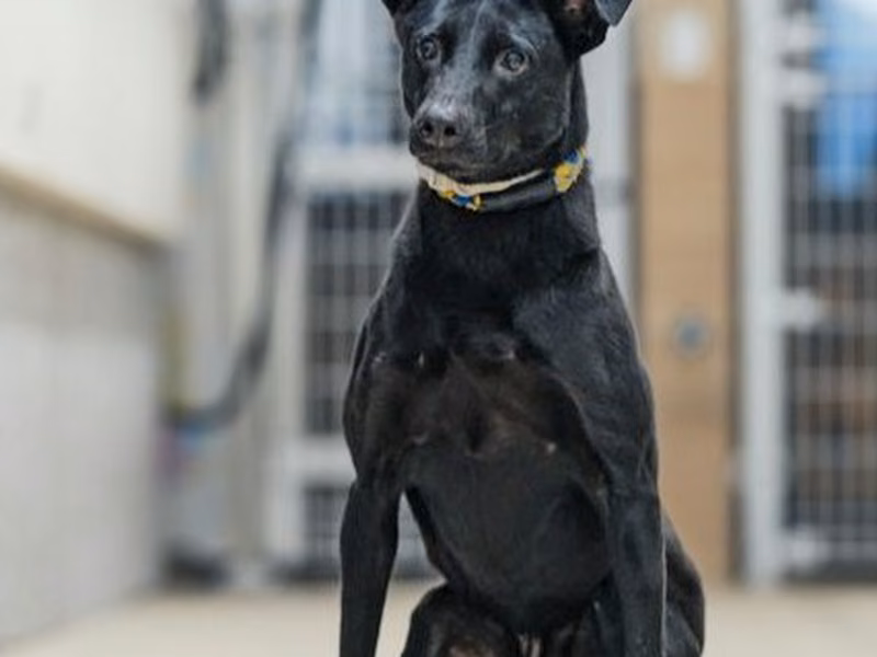 Black adult male mixed-breed dog, Medium, shelter no. …1001