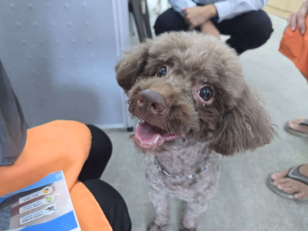Brown adult male poodle, Medium, shelter no. …1004