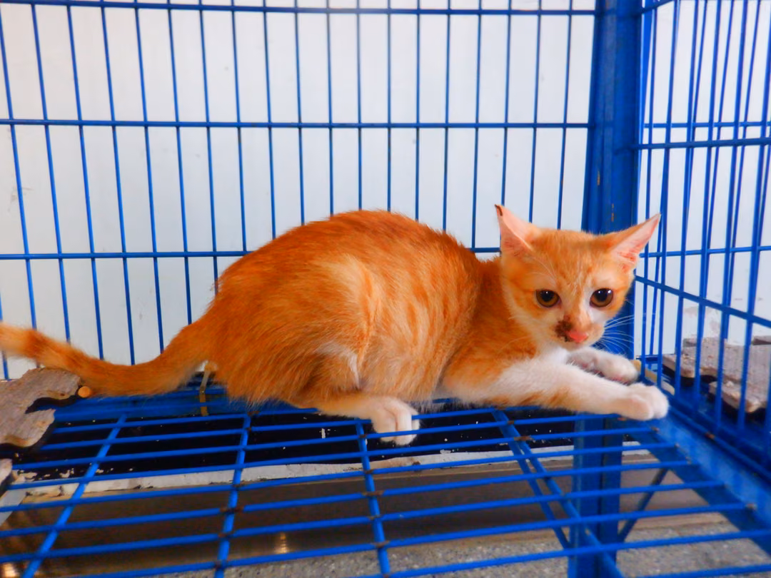 Orange-and-white young female mixed-breed cat, Small, shelter no. …13C5