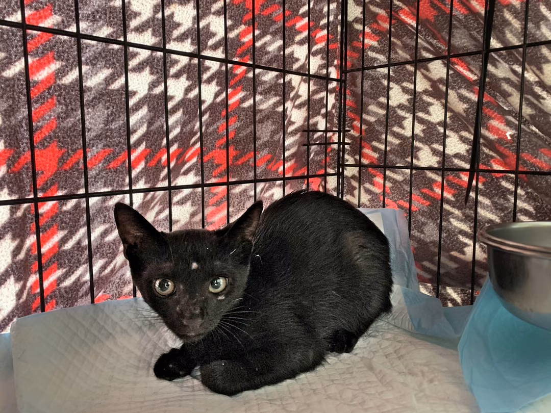 Black young female mixed-breed cat, Small, shelter no. …0108