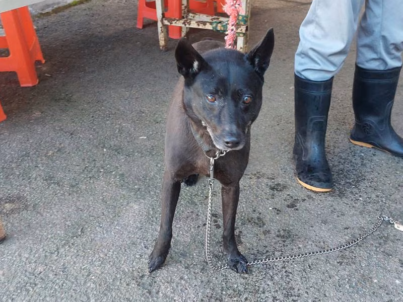 Black adult male mixed-breed dog, Medium, shelter no. …7001