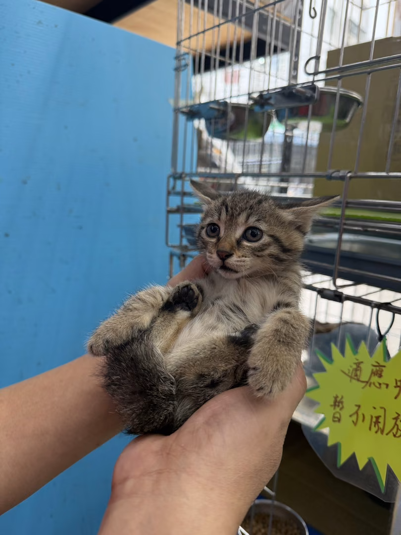 Tabby young female mixed-breed cat, Small, shelter no. …7002