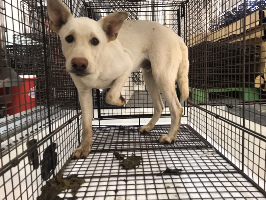 White young male mixed-breed dog, Medium, shelter no. …9D01