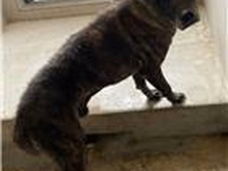 Black tabby adult male mixed-breed dog, Large, shelter no. …0D01