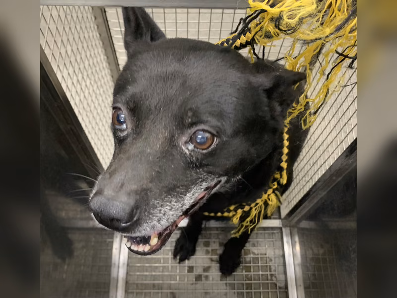 Black adult male mixed-breed dog, Medium, shelter no. …0307