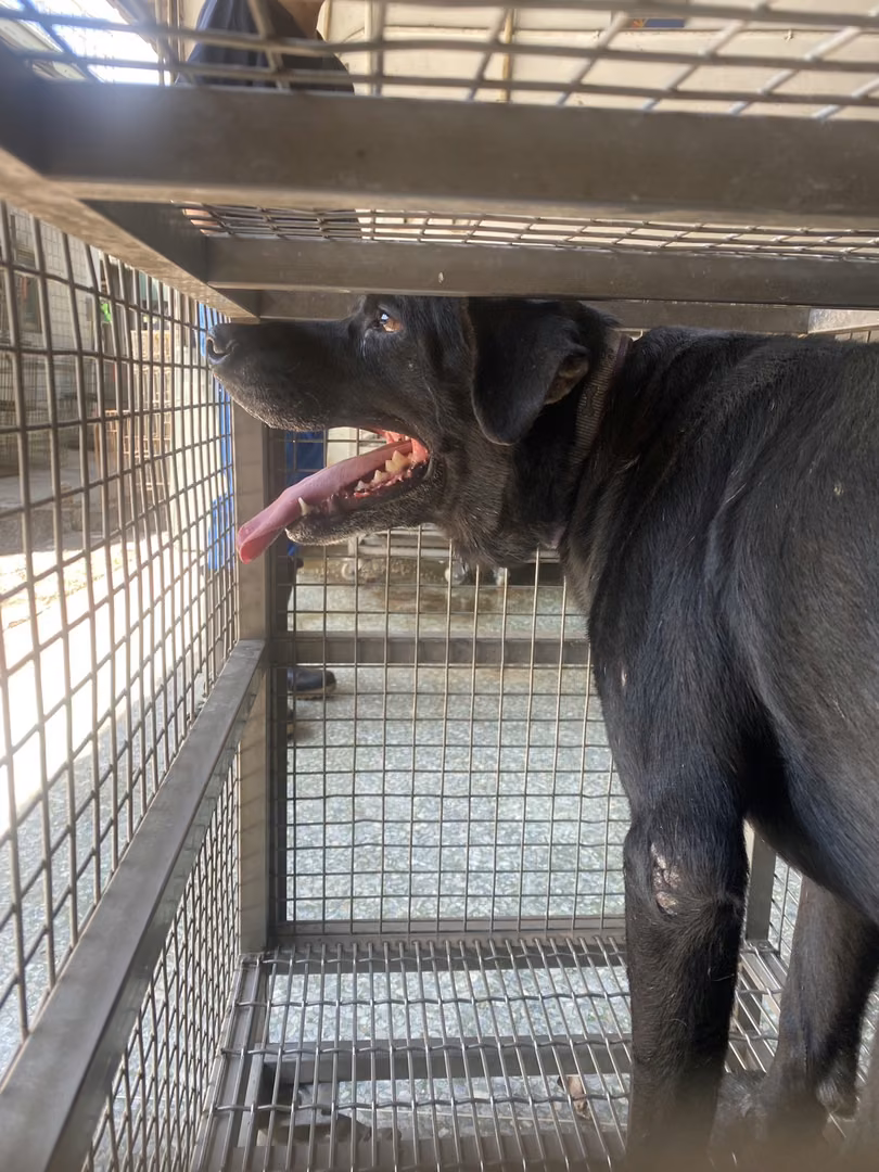 Black adult male mixed-breed dog, Large, shelter no. …8-01