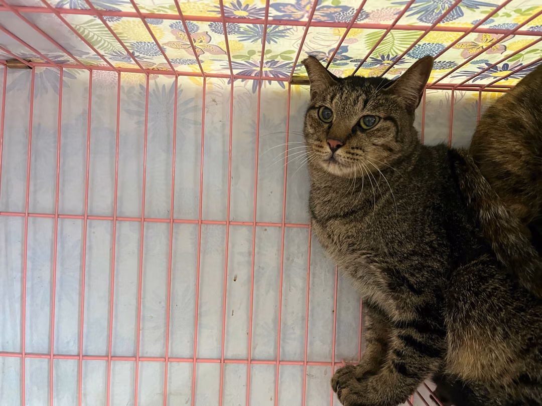 Tabby adult male mixed-breed cat, Medium, shelter no. …2706