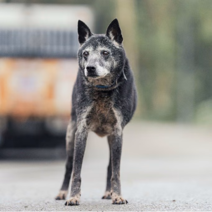 Black adult female mixed-breed dog, Medium, shelter no. …2514