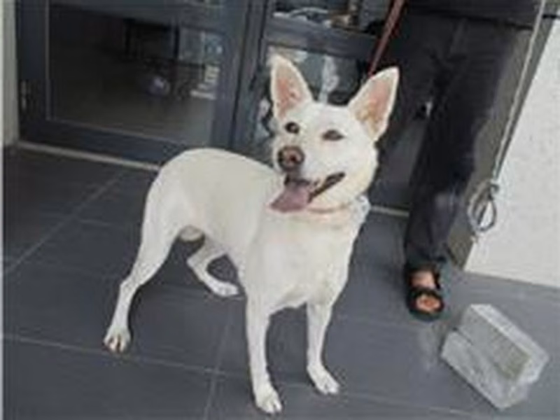 White female mixed-breed dog, Medium, shelter no. …0512