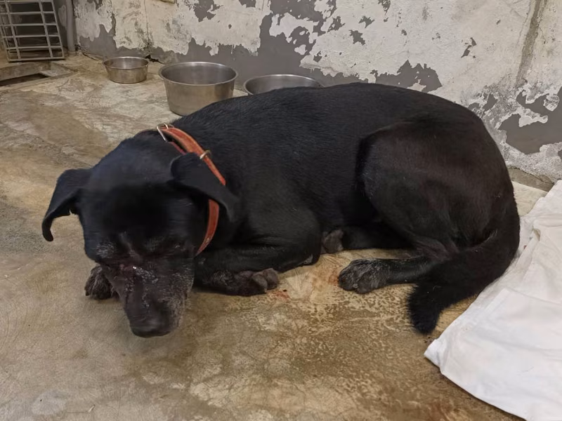 Black adult male mixed-breed dog, Medium, shelter no. …6003