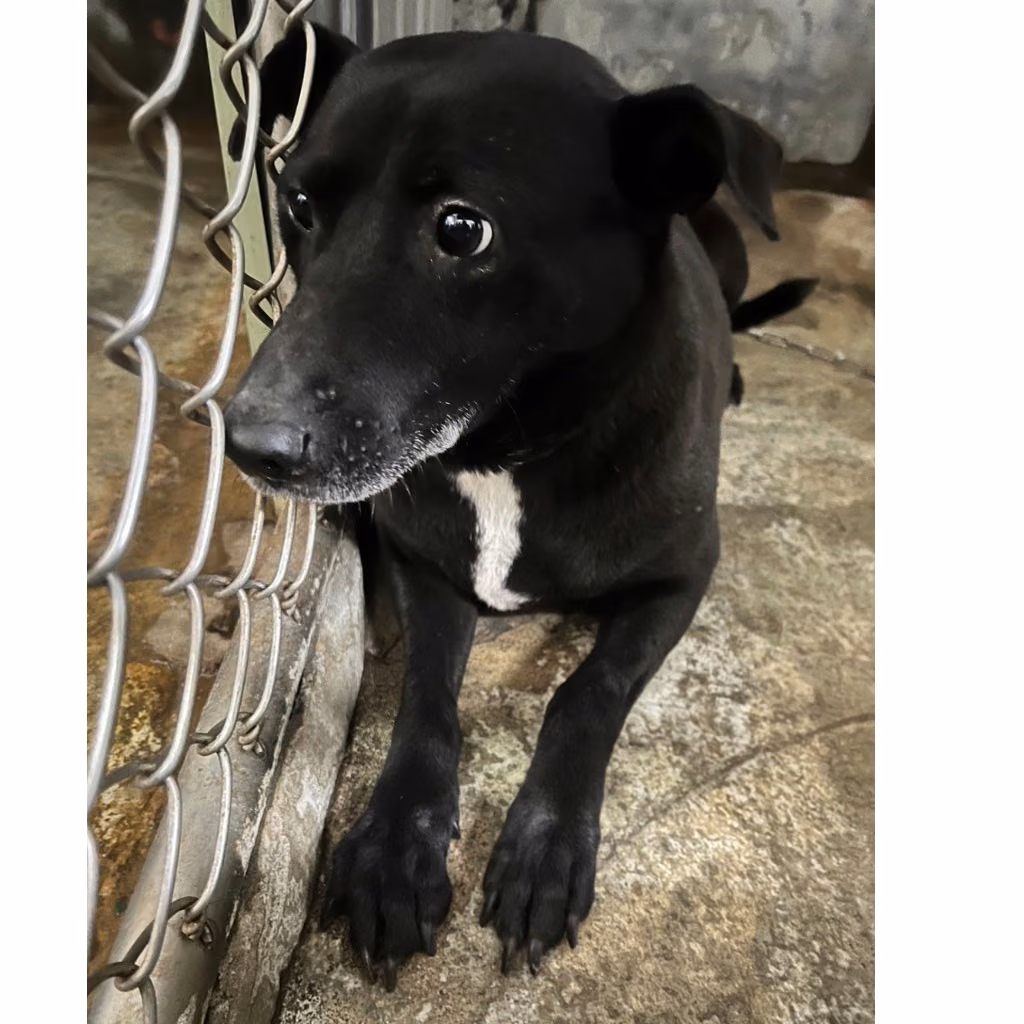 Black adult female mixed-breed dog, Medium, shelter no. …1001