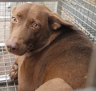 Brown adult female mixed-breed dog, Medium, shelter no. …0004