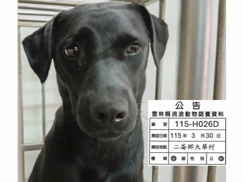 Black adult female mixed-breed dog, Large, shelter no. …026D