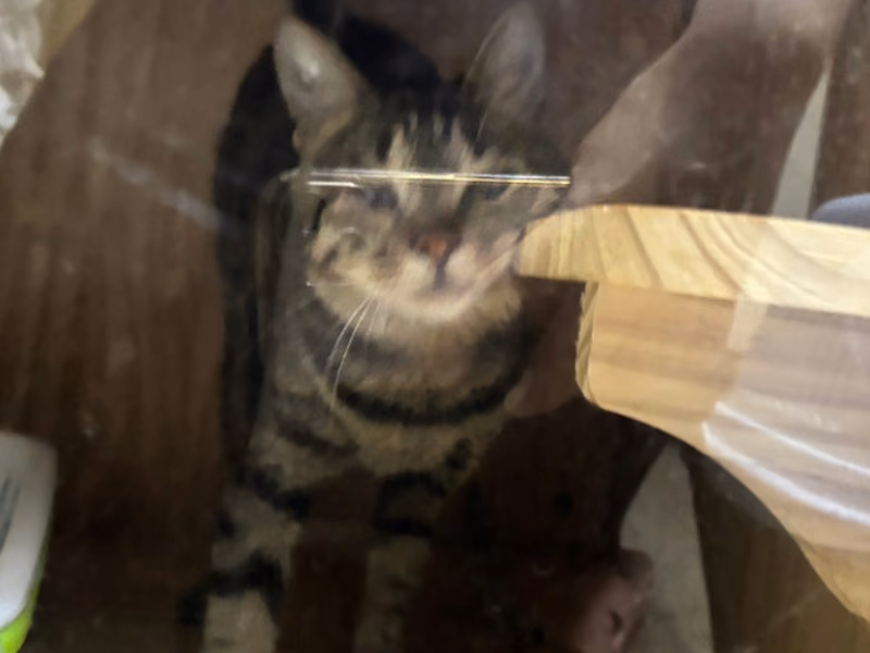 Tabby adult female mixed-breed cat, Small, shelter no. …7002