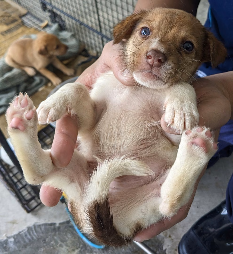 Brown-and-white young male mixed-breed dog, Medium, shelter no. …7008