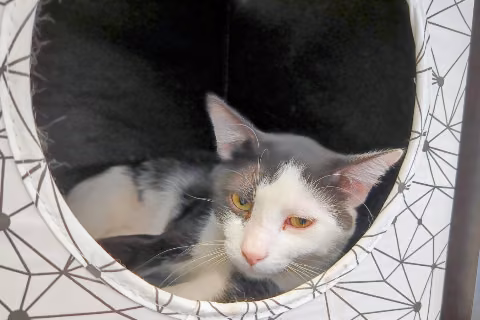 Almogavar, Adult · Male · European Shorthair