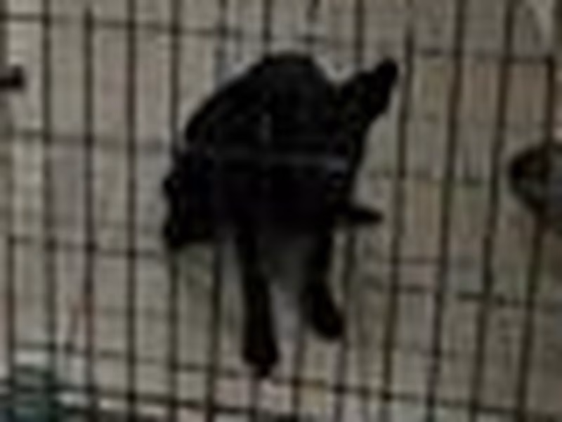 Black adult male mixed-breed dog, Medium, shelter no. …5001