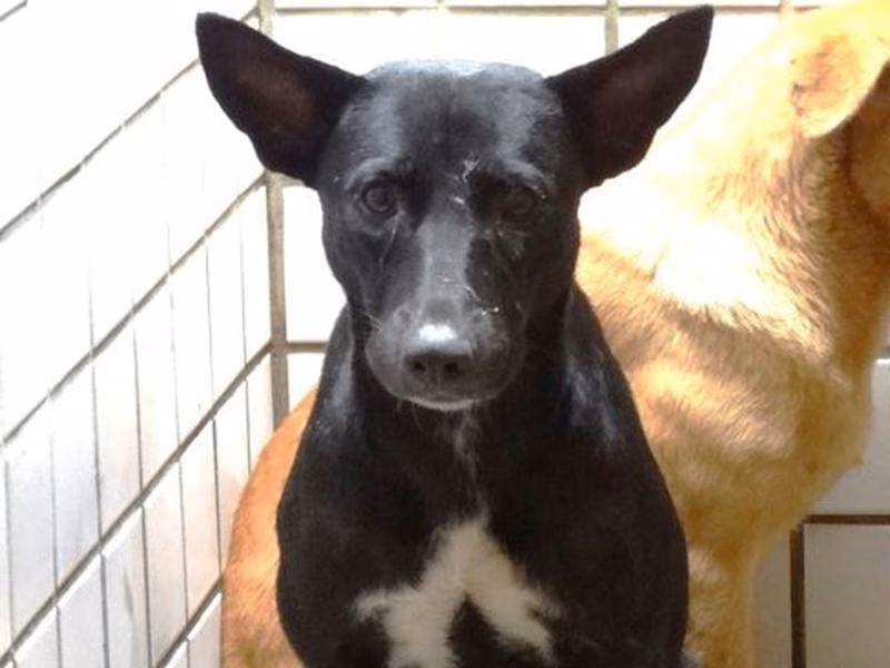 Black-and-white adult female mixed-breed dog, Large, shelter no. …1737