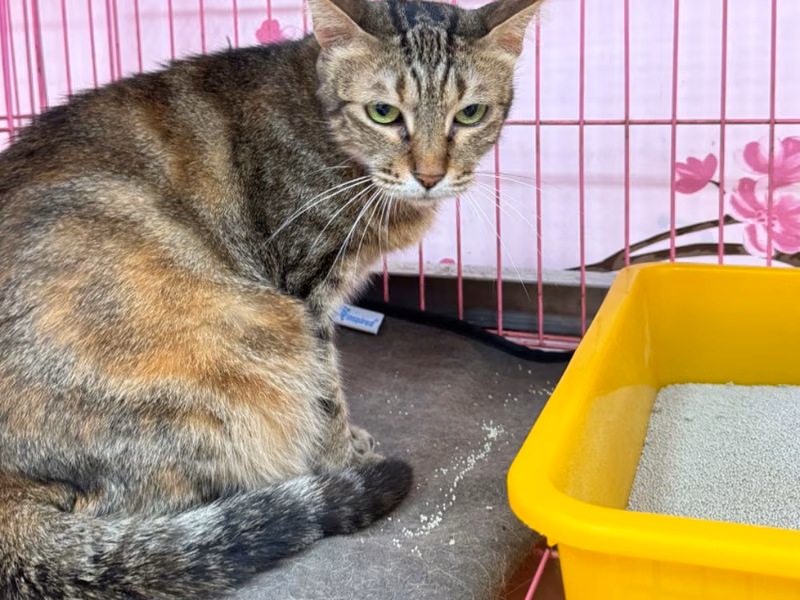 Tabby adult female mixed-breed cat, Small, shelter no. …4002