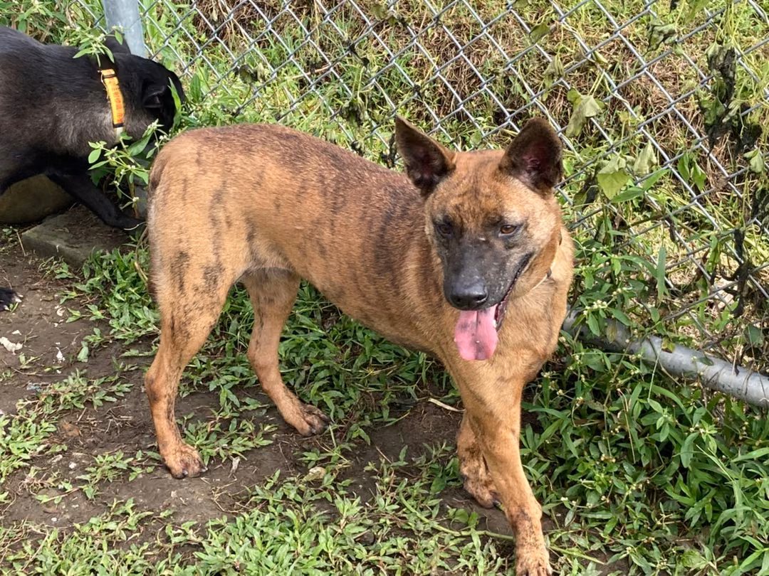 Tabby young female mixed-breed dog, Medium, shelter no. …0101