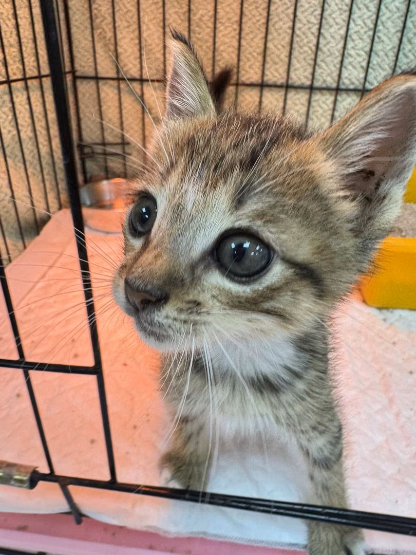Tabby young male mixed-breed cat, Small, shelter no. …2001