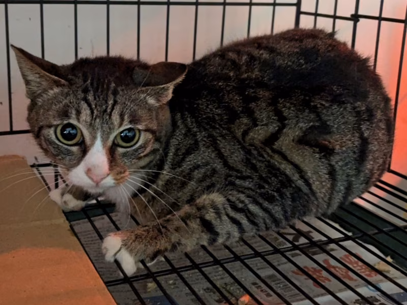 Tabby-and-white adult female mixed-breed cat, Medium, shelter no. …5001
