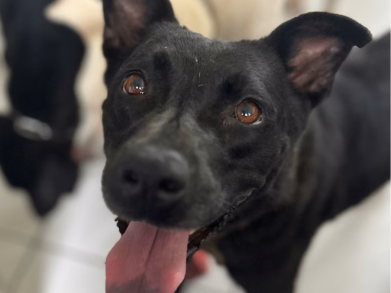 Black adult female mixed-breed dog, Large, shelter no. …1019