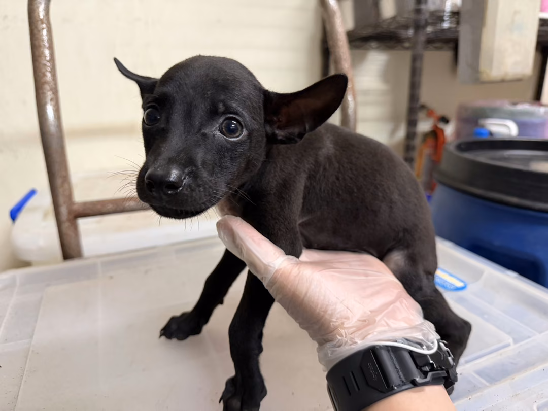 Black young male mixed-breed dog, Small, shelter no. …4002