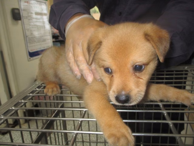 Tan young male mixed-breed dog, Small, shelter no. …1004
