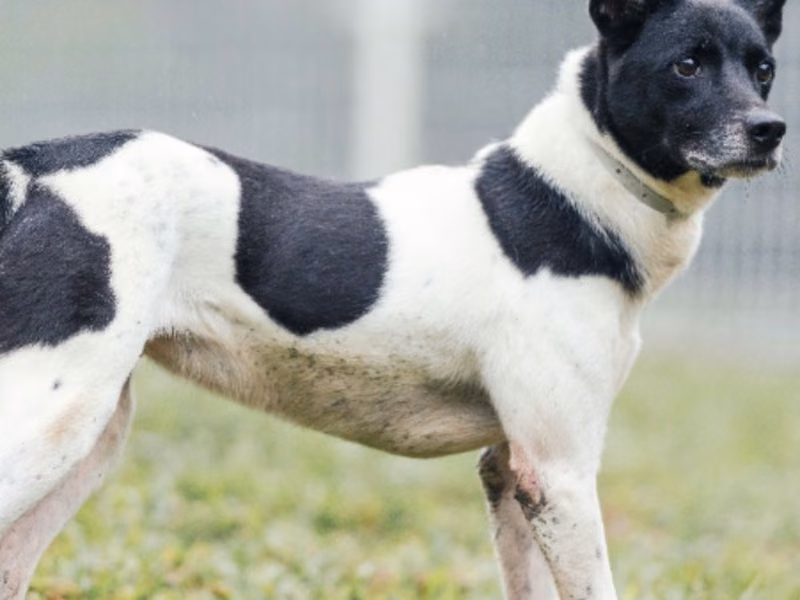 Black-and-white adult female mixed-breed dog, Medium, shelter no. …8005
